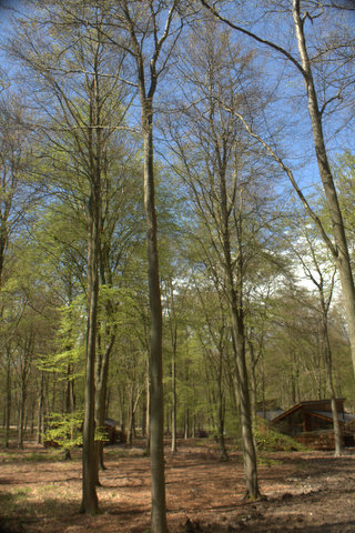 Lodges amongst the trees.
