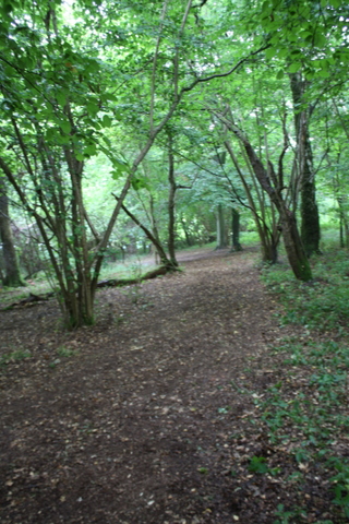 Abbotstone wood
