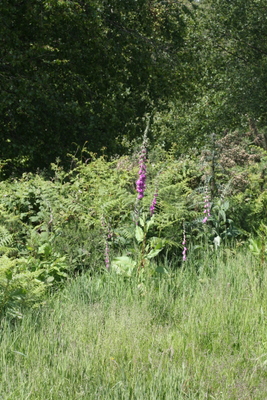 White Meadow campsite
