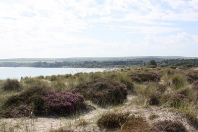 Studland sand dunes